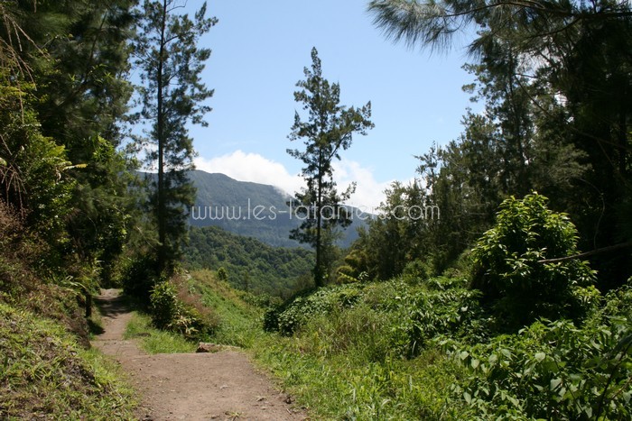 lataniers-vacances-ile-reunion-001