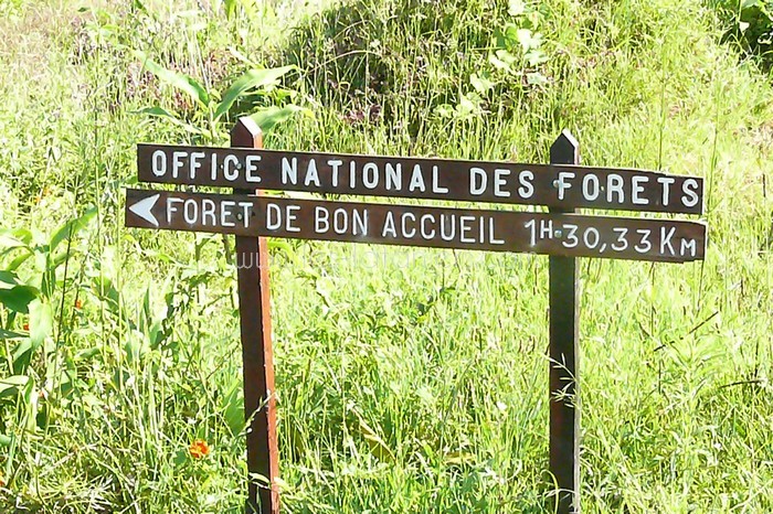 lataniers-vacances-ile-reunion-011
