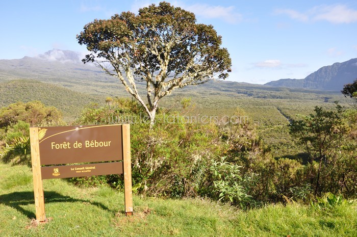 lataniers-vacances-ile-reunion-012