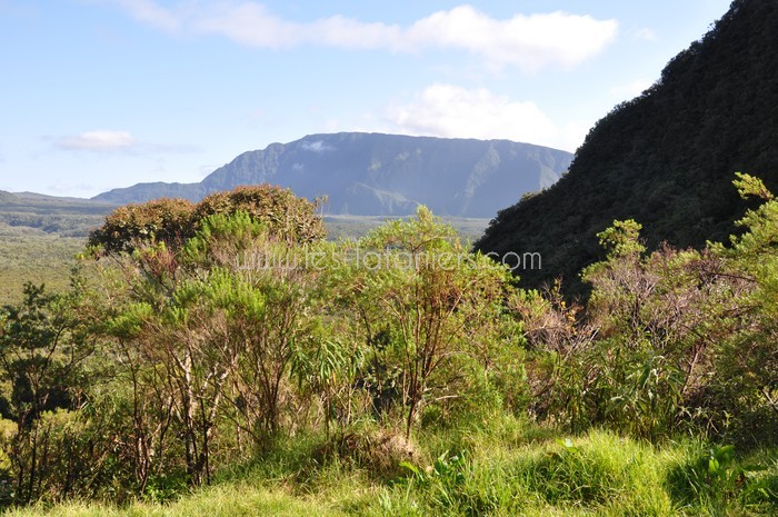 lataniers-vacances-ile-reunion-013