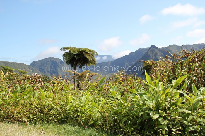 lataniers-vacances-ile-reunion-019