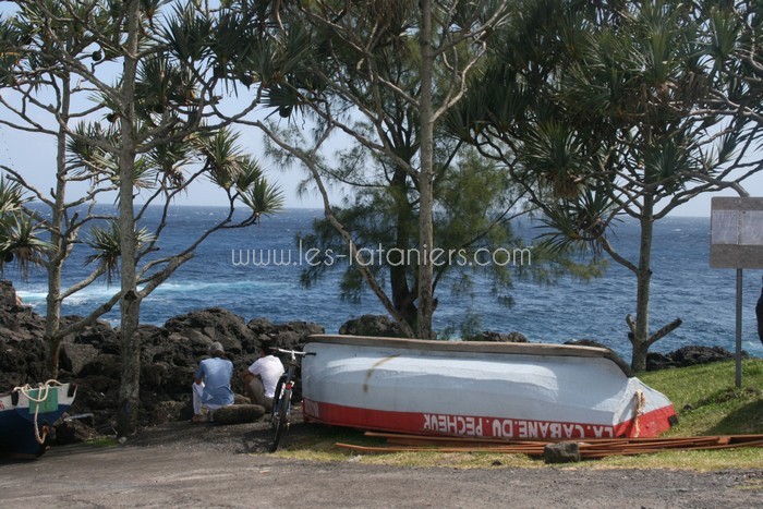 lataniers-vacances-ile-reunion-029