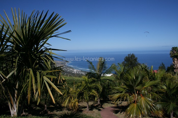 lataniers-vacances-ile-reunion-031