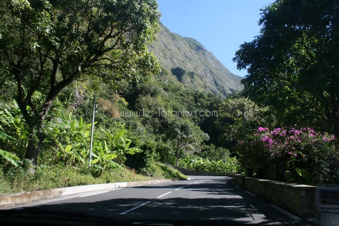 lataniers-vacances-ile-reunion-035