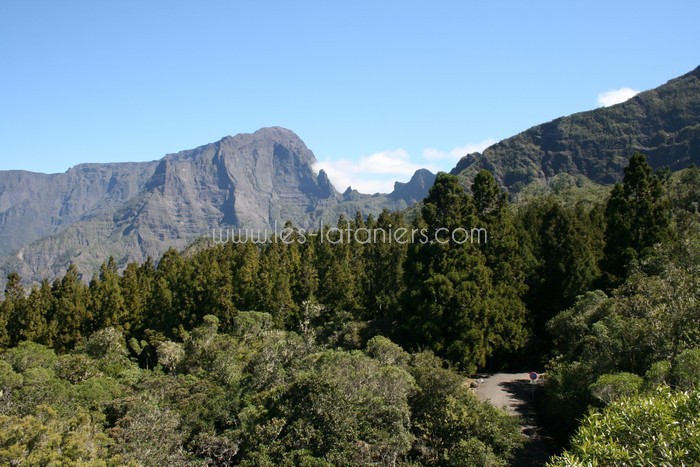 lataniers-vacances-ile-reunion-037