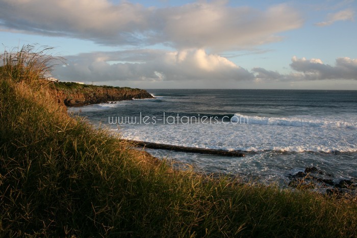 lataniers-vacances-ile-reunion-041