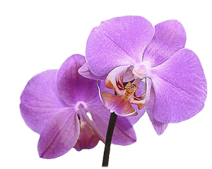les-lataniers-reunion-fleur01