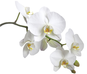 orchidee-ile-reunion-G