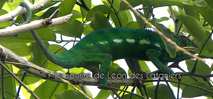 cameleon-ile-reunion-2016-0