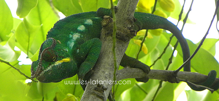 cameleon-ile-reunion-2016-1