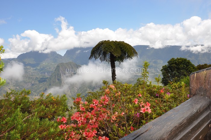 foret-de-bebour-ile-reunion-004