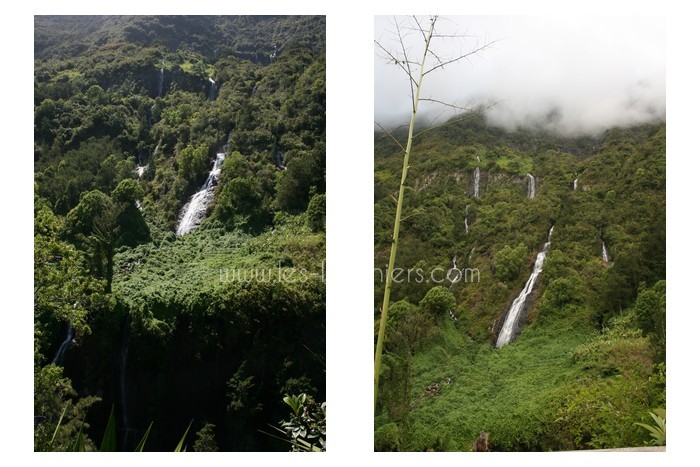 salazie-ile-reunion-lataniers-027