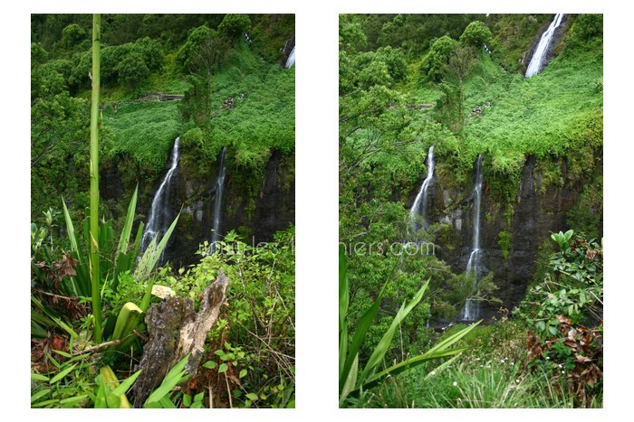 salazie-ile-reunion-lataniers-030