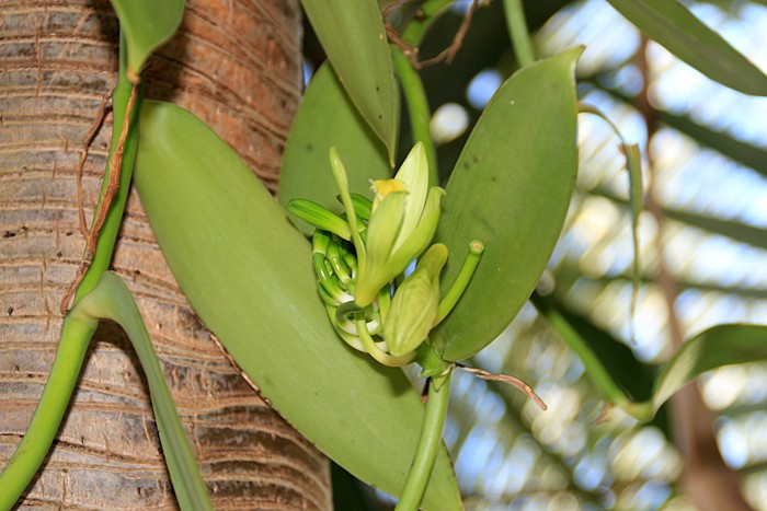 orchidee-ile-reunion-031