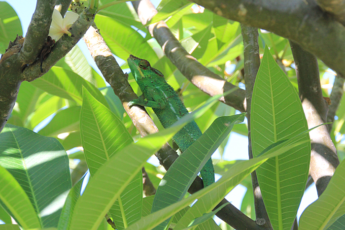 cameleon-ile-de-la-reunion-024