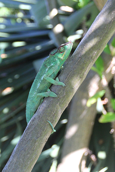 cameleon-ile-de-la-reunion-027