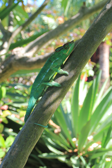 cameleon-ile-de-la-reunion-028