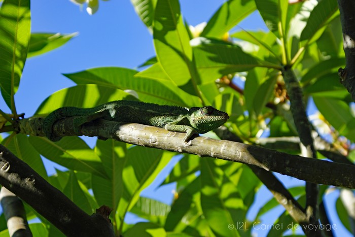 cameleon-ile-reunion-lataniers-002
