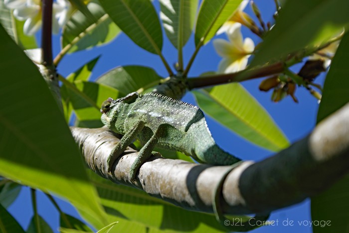 cameleon-ile-reunion-lataniers-003