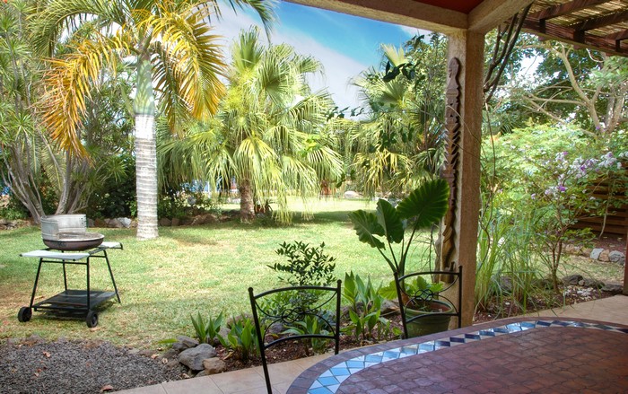 latanier-vert-ile-reunion-006