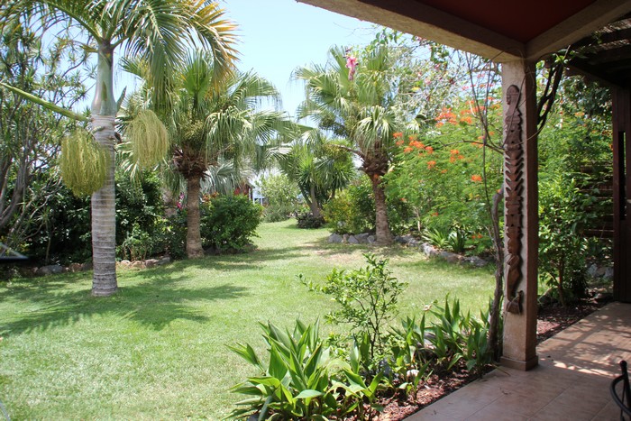 latanier-vert-ile-reunion-008