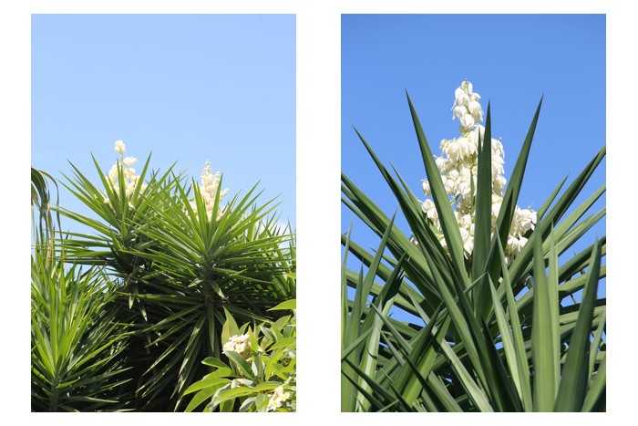 agaves-ile-reunion_002