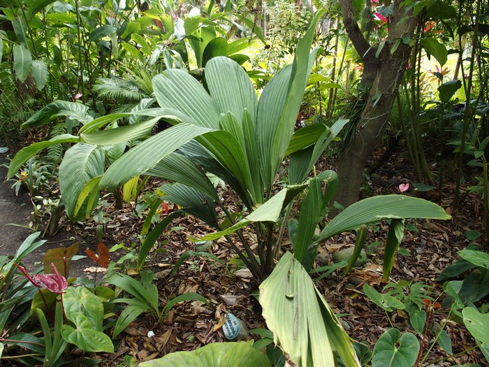 Domaine du Café grillé ile Réunion