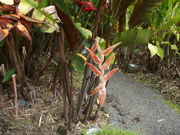 Domaine du Café grillé ile Réunion