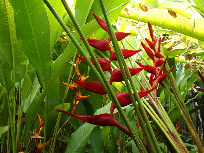 Domaine du Café grillé ile Réunion