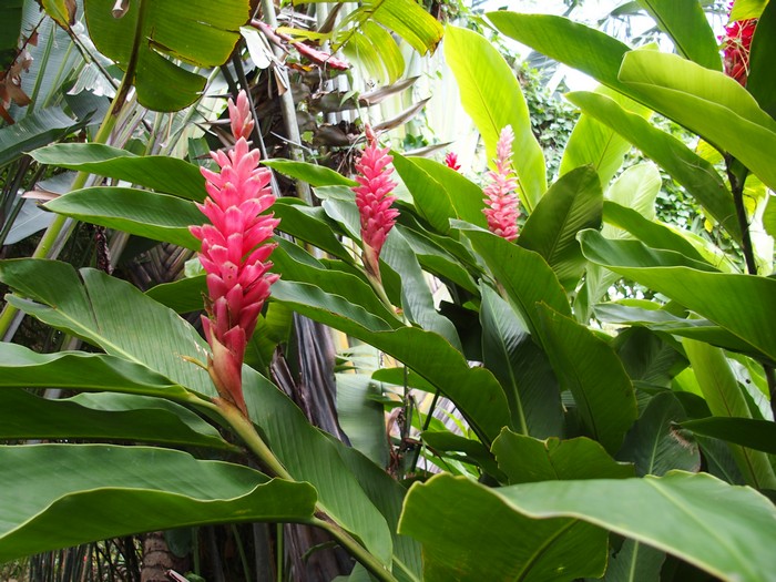 Domaine du Café grillé ile Réunion