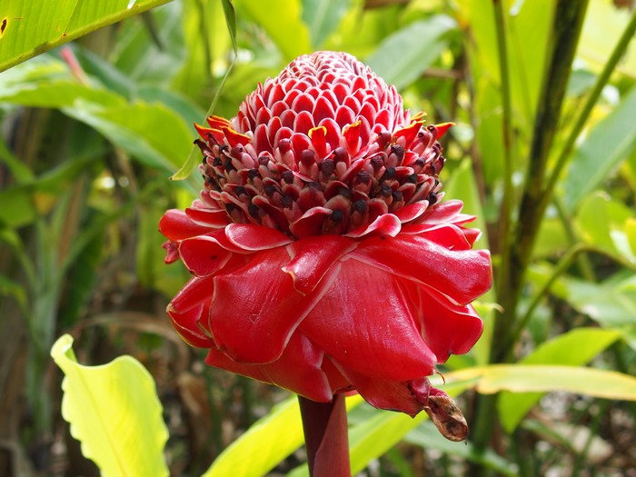 Domaine du Café grillé ile Réunion
