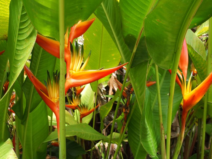 Domaine du Café grillé ile Réunion