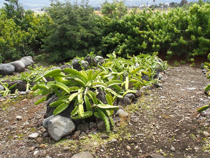 Domaine du Café grillé ile Réunion