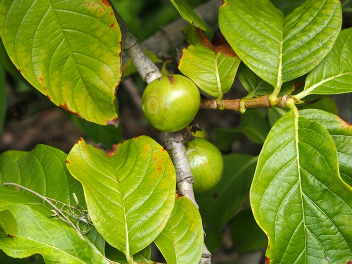 Domaine du Café grillé ile Réunion