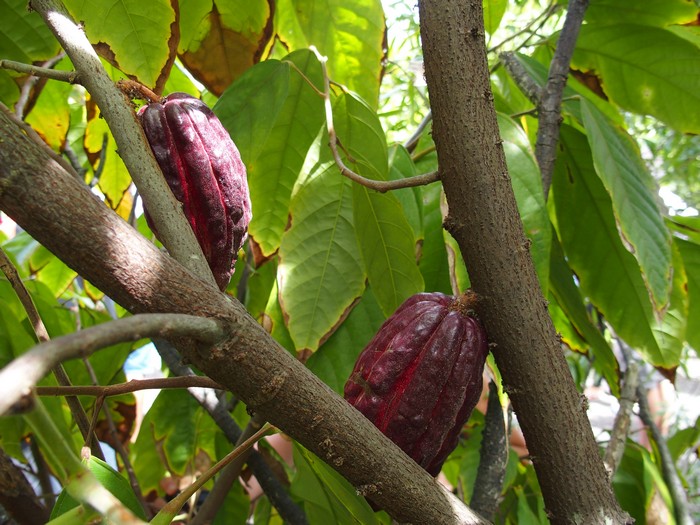 Domaine du Café grillé ile Réunion