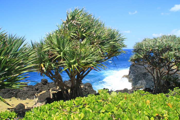 cap-mechant-ile-reunion-003