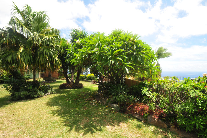 jardin tropical