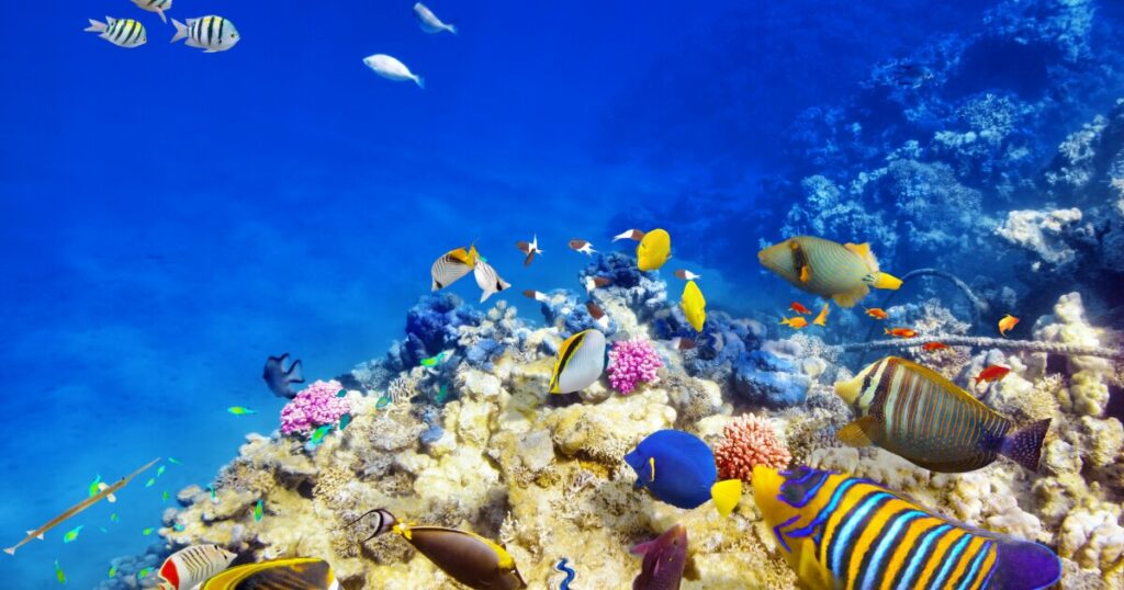 poissons des lagons