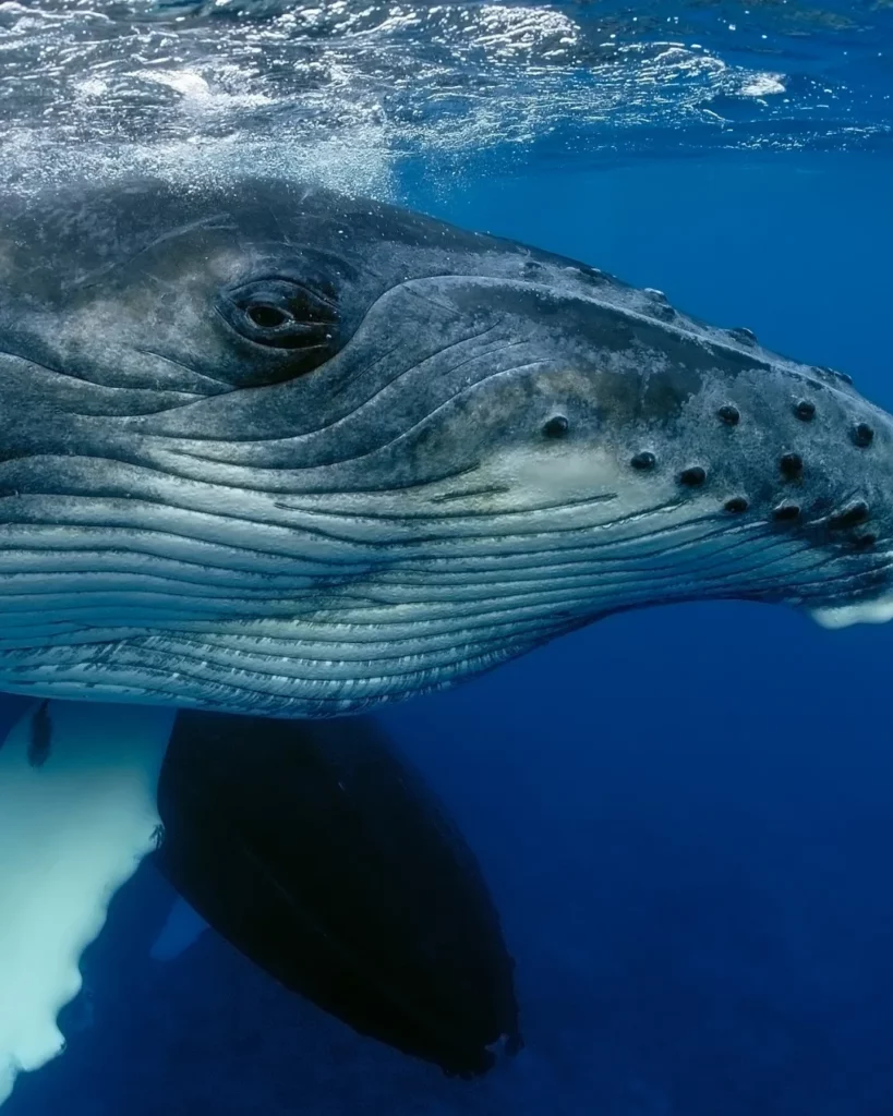 Observation d'une baleine à bosse de près dans l'Océan Indien